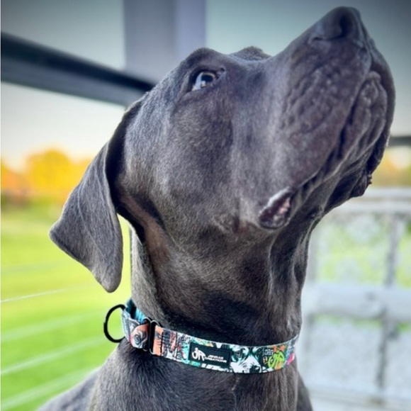 Waterproof Leash & Collar set - Ruff Streets Collection - Picture 2 of 9